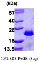 AR09918PU-L - PDCD6