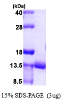 AR09934PU-L - URM1
