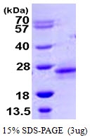 AR09942PU-N - RhoD