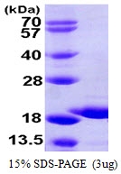 AR09947PU-L - GSKIP