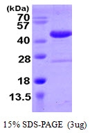 AR09949PU-L - SPOP