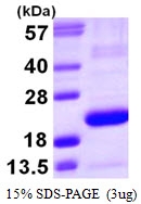 AR09950PU-L - PTGDS