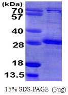 AR09996PU-L - RhoB