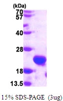 AR39001PU-L - HSPB11