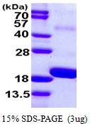 AR39011PU-L - SNIP1
