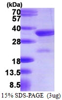 AR39043PU-L - VPS24