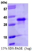 AR39064PU-L - NANOG