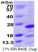 AR39073PU-L - Mimitin