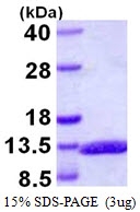 AR39079PU-L - Glucagon