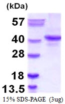 AR39082PU-L - NANOG