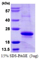 AR39103PU-L - MYL12A