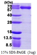 AR39106PU-L - KARS