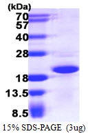 AR39136PU-L - CRCP