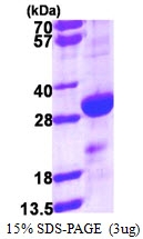 AR39146PU-L - DENR / DRP1