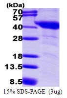 AR50049PU-N - G protein alpha inhibitor 1