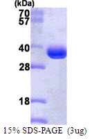 AR50066PU-N - PSMA1
