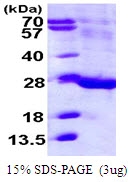 AR50076PU-N - FAM3C