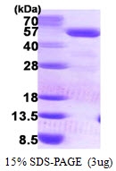AR50173PU-N - PCYT2