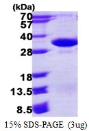 AR50175PU-N - PSMA4