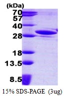 AR50190PU-N - YEATS4