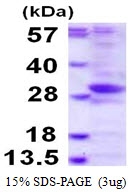 AR50192PU-N - PHOSPHO2