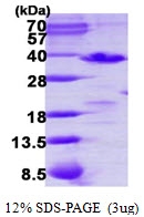 AR50208PU-N - PDCL3