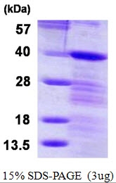 AR50211PU-N - LASP1