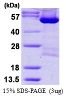 AR50279PU-N - DARS1