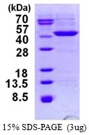 AR50294PU-N - HIBCH