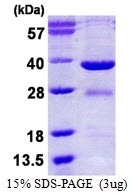 AR50303PU-N - EYA2 / EAB1