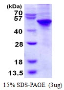 AR50331PU-N - UBA5 / UBE1DC1