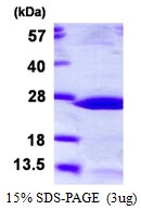 AR50373PU-N - HSPB2