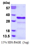 AR50395PU-N - CHMP1B