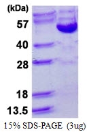 AR50407PU-N - Cyclin B2
