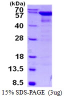 AR50448PU-N - Catalase