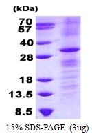 AR50517PU-N - RhoV