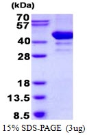 AR50519PU-N - Arfaptin-2