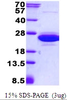 AR50537PU-N - CNRIP1