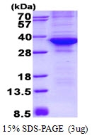 AR50548PU-N - CDK4