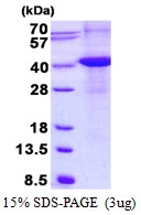 AR50556PU-N - Renalase