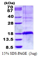 AR50584PU-N - TSC22D3