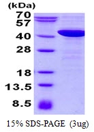 AR50593PU-N - NCF-4