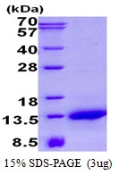 AR50594PU-N - NDUFA2