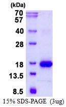 AR50602PU-N - Galectin-1