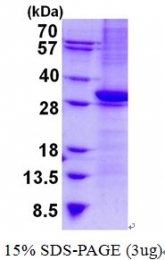 AR50607PU-N - CD1b