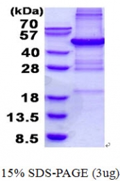 AR50614PU-N - PHF11