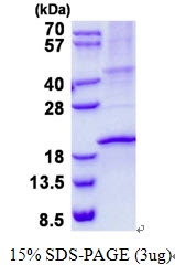 AR50633PU-N - RNASE3