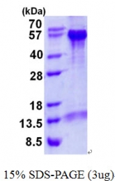 AR50640PU-N - Beclin-1