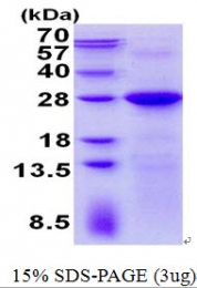 AR50661PU-N - LIN7C
