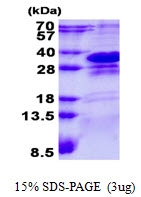 AR50665PU-N - CHMP1A